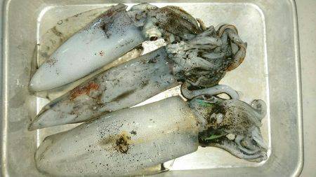 エギングからのジギング