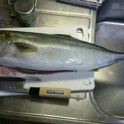 ハマチ？メジロ？