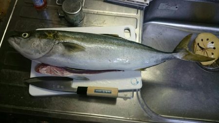 ハマチ？メジロ？