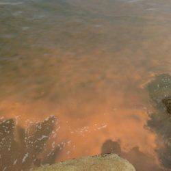 赤潮発生
