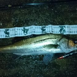 台風後！シーバス祭り！！