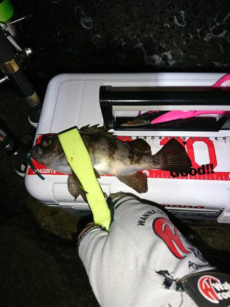 メバルの始まりか！