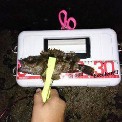 アジング後の青物狙い