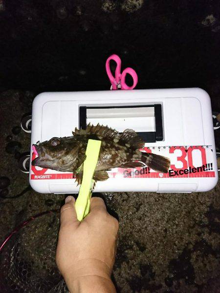 アジング後の青物狙い