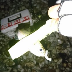 ライトゲームのちタチウオ