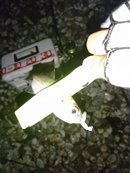 ライトゲームのちタチウオ