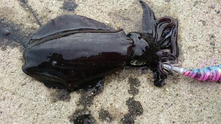 久しぶりに淡路へ