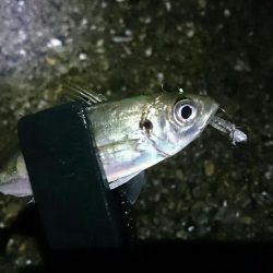 サーフアジング