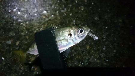 サーフアジング