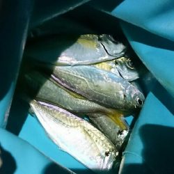 台風明けもアジング