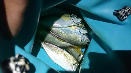 台風明けもアジング