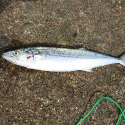 海側一発目で。