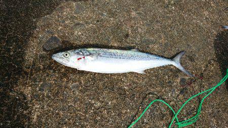 海側一発目で。