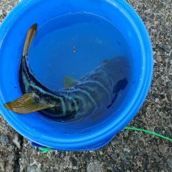 フグに人気のルアー