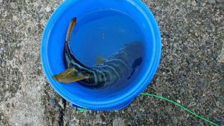 フグに人気のルアー