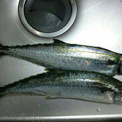 太刀魚はもう少しかな