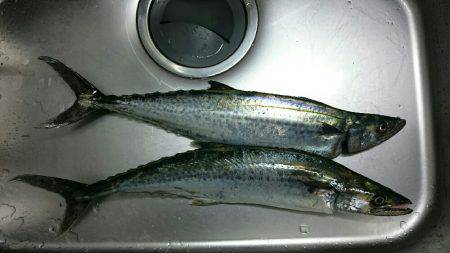 太刀魚はもう少しかな