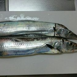 雨の中短時間釣行