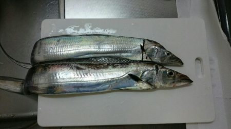 雨の中短時間釣行