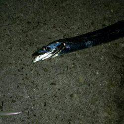 仕事帰りにタッチー調査。