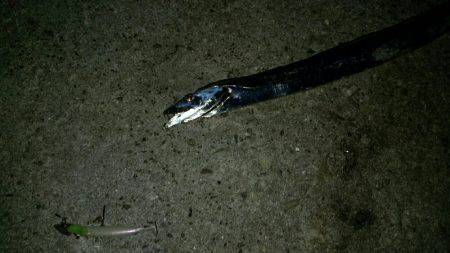 仕事帰りにタッチー調査。