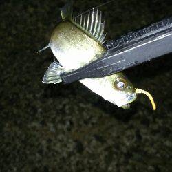 アジング中毒!!