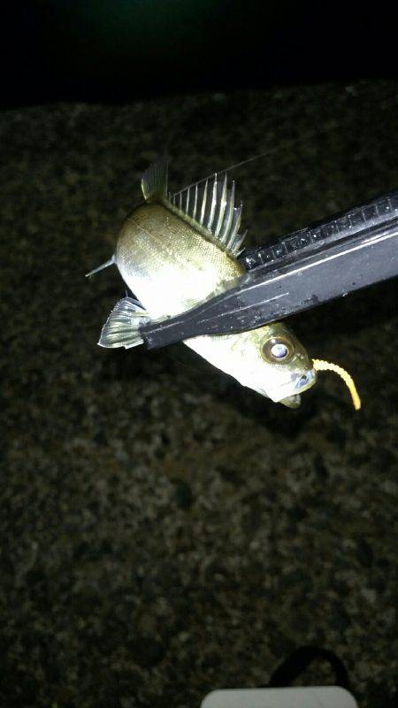 アジング中毒!!