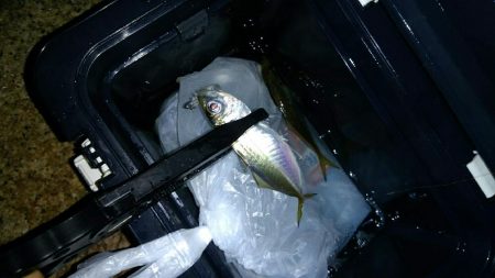 久々アジング！