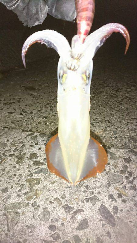 夜明け前 エギング