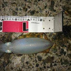 ダイソーの エギで釣れた