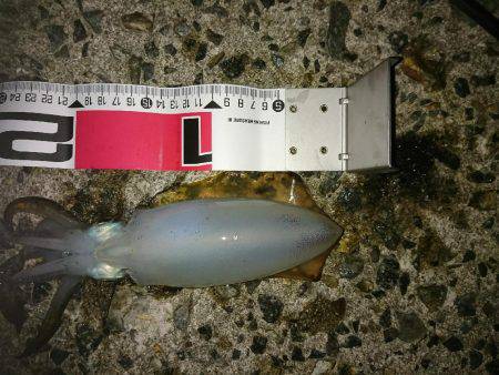 ダイソーの エギで釣れた