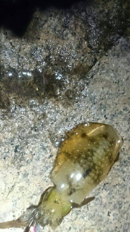 キープサイズが…