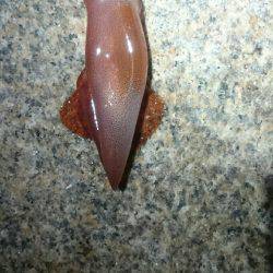 今日は渋かった