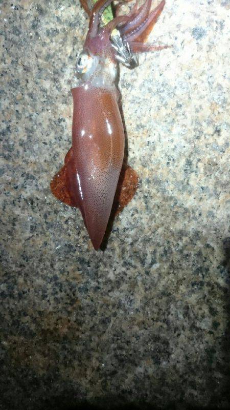 今日は渋かった