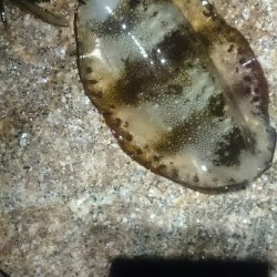 やっぱり面白い。