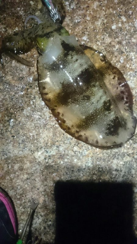 やっぱり面白い。