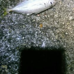 雨でも釣ります。