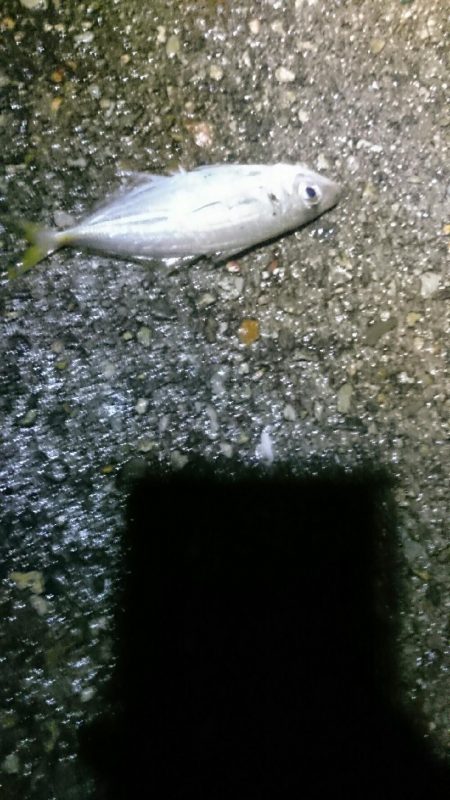 雨でも釣ります。