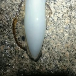 オールリリース