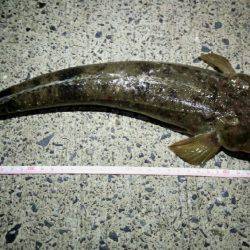 ワームで初コチ！最高！