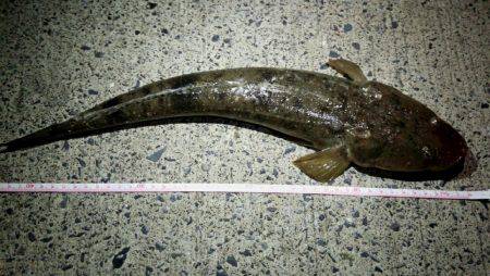 ワームで初コチ！最高！