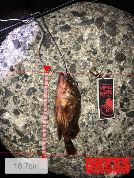 ナイトゲーム ボトムワーム