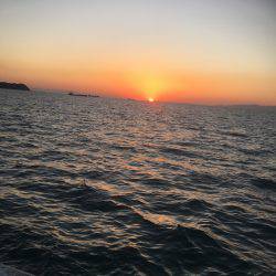 ジグパラにタコ