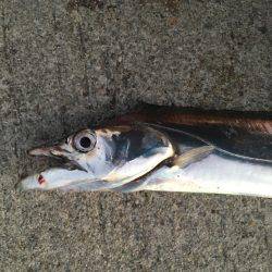 サゴシとタチウオ96cm