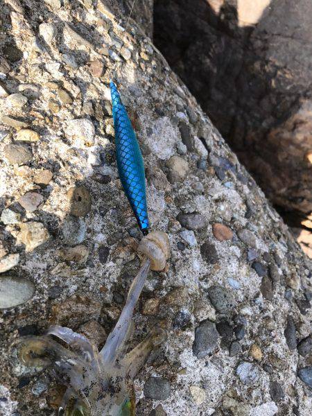 初 日本海 釣果