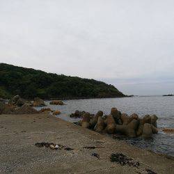 アオリイカ調査