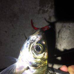 久しぶりのアジング