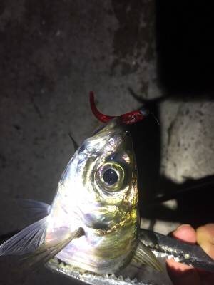 久しぶりのアジング