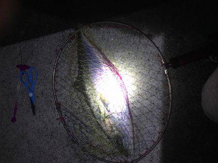 日の出すぐの一本