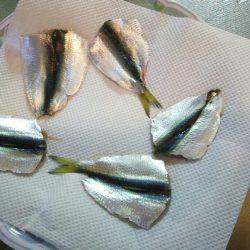 サビキでサッパ